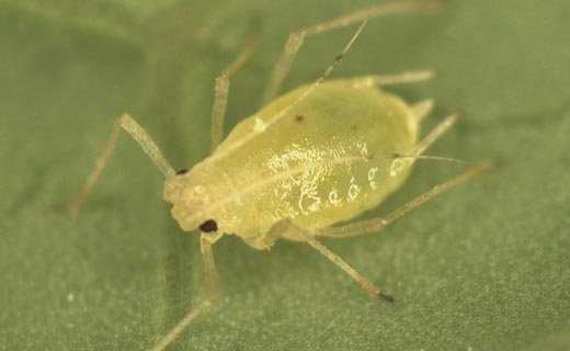 Températures douces : Attention aux pucerons sur les céréales !