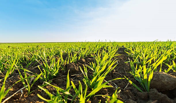 Rappels réglementaires pour les pratiques d’épandage d’effluents (sortie hiver)