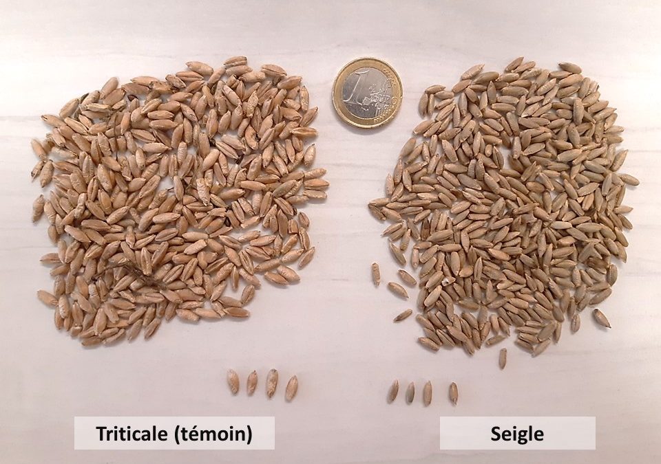 Le seigle, une céréale pas si secondaire