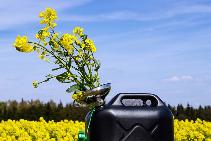 Colza : une prime pour valoriser le stockage de carbone.