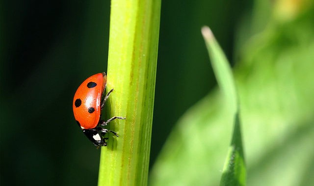 Formation sur les produits de biocontrôle