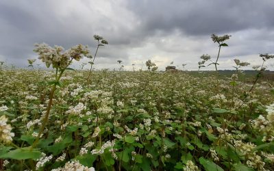 Bien préparer sa récolte de sarrasin