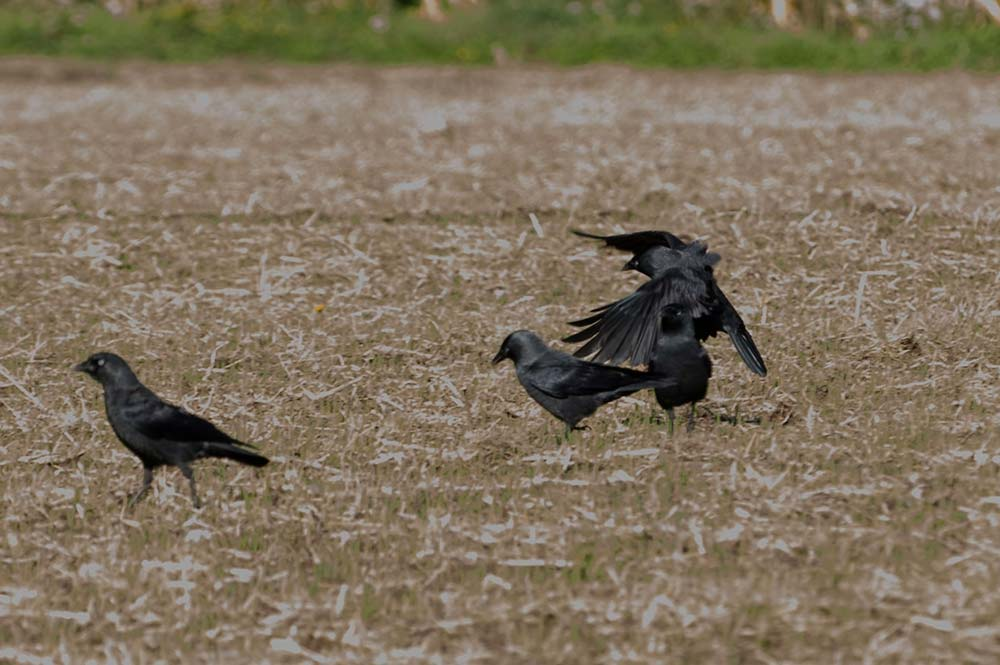 Dégâts dus aux choucas des tours et autres corvidés sur maïs