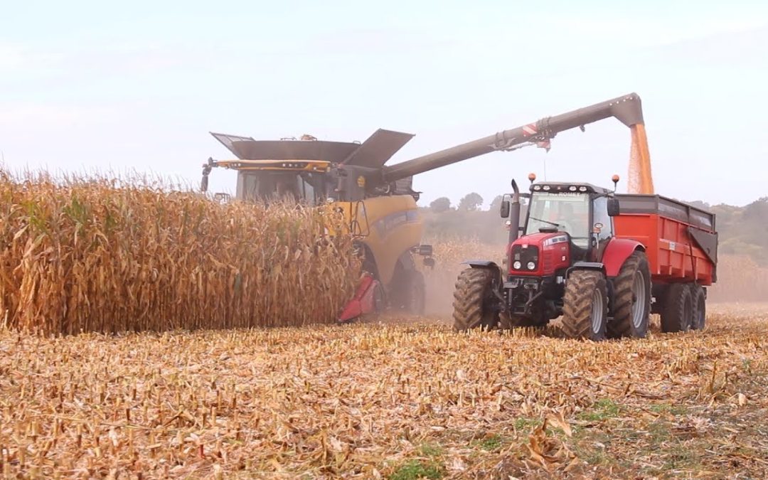 Bilan de la collecte Mais Grain