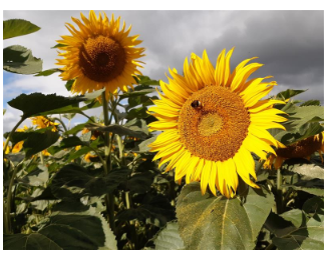 Développement de la filière tournesol