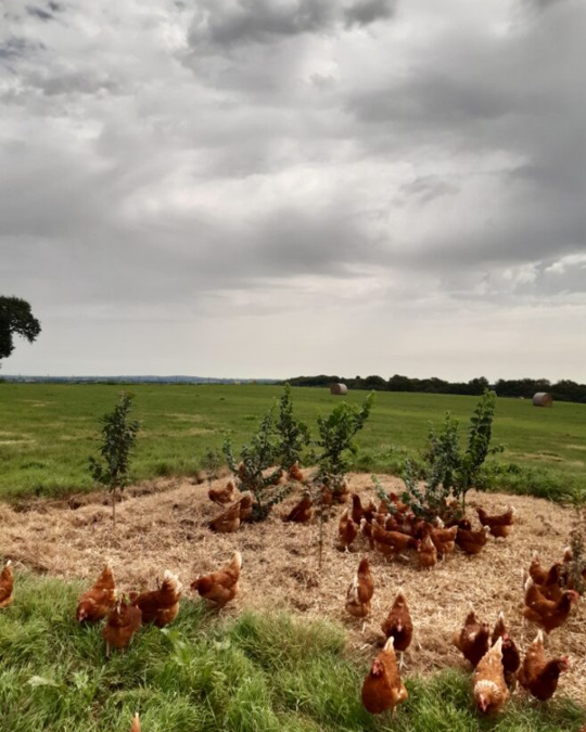 Développement de l’agroforesterie