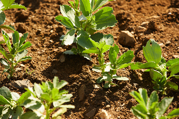 Féverole de printemps