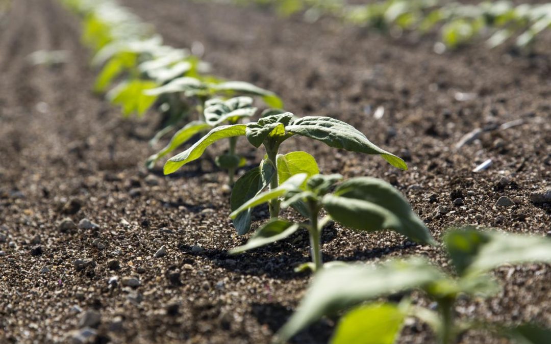 Implantation du tournesol et du sarrasin