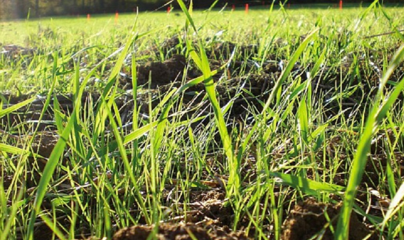 La gestion des ray grass dans vos céréales et vos colzas